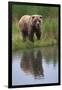 Grizzly by Stream-DLILLC-Framed Photographic Print