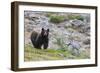 Grizzly colored Black Bear-Ken Archer-Framed Photographic Print