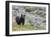 Grizzly colored Black Bear-Ken Archer-Framed Photographic Print