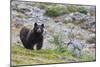 Grizzly colored Black Bear-Ken Archer-Mounted Photographic Print