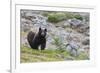 Grizzly colored Black Bear-Ken Archer-Framed Photographic Print