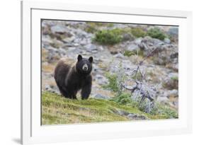 Grizzly colored Black Bear-Ken Archer-Framed Photographic Print