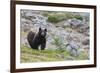 Grizzly colored Black Bear-Ken Archer-Framed Photographic Print