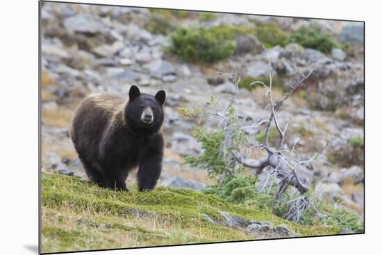 Grizzly colored Black Bear-Ken Archer-Mounted Photographic Print