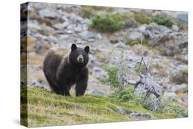 Grizzly colored Black Bear-Ken Archer-Stretched Canvas