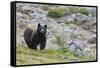 Grizzly colored Black Bear-Ken Archer-Framed Stretched Canvas