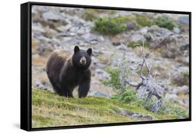 Grizzly colored Black Bear-Ken Archer-Framed Stretched Canvas
