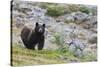 Grizzly colored Black Bear-Ken Archer-Stretched Canvas