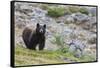 Grizzly colored Black Bear-Ken Archer-Framed Stretched Canvas