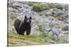 Grizzly colored Black Bear-Ken Archer-Stretched Canvas