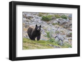 Grizzly colored Black Bear-Ken Archer-Framed Photographic Print