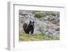 Grizzly colored Black Bear-Ken Archer-Framed Photographic Print