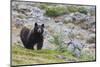 Grizzly colored Black Bear-Ken Archer-Mounted Photographic Print