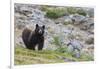 Grizzly colored Black Bear-Ken Archer-Framed Photographic Print