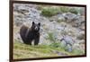 Grizzly colored Black Bear-Ken Archer-Framed Photographic Print