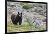 Grizzly colored Black Bear-Ken Archer-Framed Photographic Print