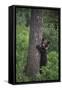 Grizzly Cub on Tree-DLILLC-Framed Stretched Canvas