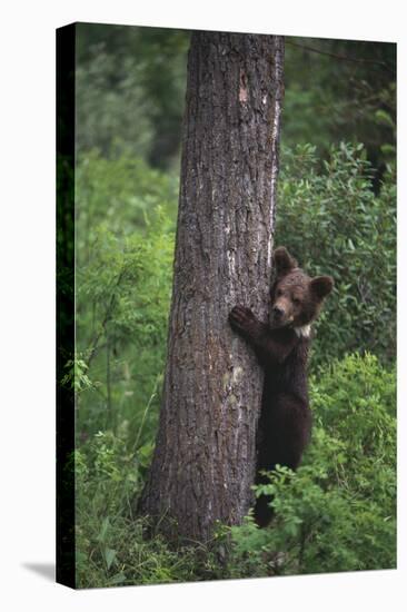 Grizzly Cub on Tree-DLILLC-Stretched Canvas