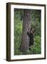 Grizzly Cub on Tree-DLILLC-Framed Photographic Print