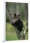 Grizzly Cub on Tree-DLILLC-Framed Photographic Print