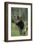 Grizzly Cub on Tree-DLILLC-Framed Photographic Print