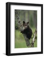 Grizzly Cub on Tree-DLILLC-Framed Photographic Print