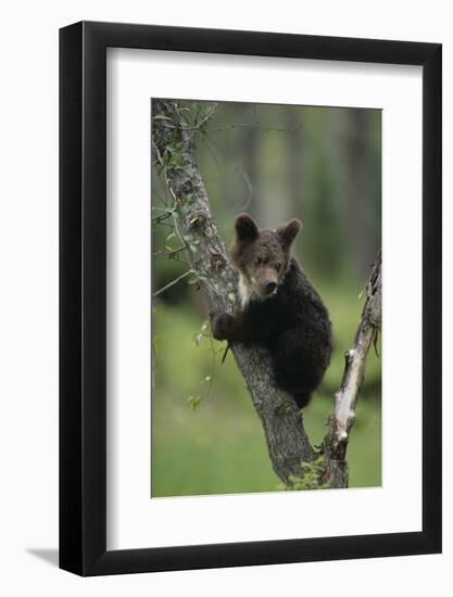 Grizzly Cub on Tree-DLILLC-Framed Photographic Print