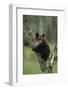 Grizzly Cub on Tree-DLILLC-Framed Photographic Print