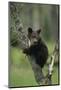 Grizzly Cub on Tree-DLILLC-Mounted Photographic Print