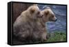 Grizzly Cubs with Mother by River-DLILLC-Framed Stretched Canvas