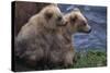 Grizzly Cubs with Mother by River-DLILLC-Stretched Canvas