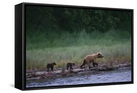 Grizzly Cubs with Mother by River-DLILLC-Framed Stretched Canvas