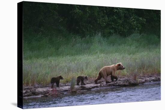 Grizzly Cubs with Mother by River-DLILLC-Stretched Canvas