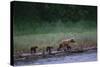 Grizzly Cubs with Mother by River-DLILLC-Stretched Canvas