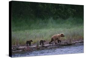 Grizzly Cubs with Mother by River-DLILLC-Stretched Canvas