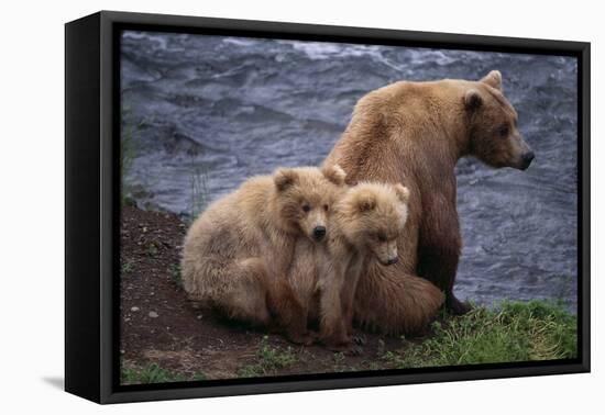 Grizzly Cubs with Mother by River-DLILLC-Framed Stretched Canvas