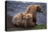 Grizzly Cubs with Mother by River-DLILLC-Stretched Canvas