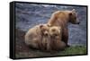 Grizzly Cubs with Mother by River-DLILLC-Framed Stretched Canvas