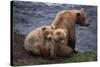 Grizzly Cubs with Mother by River-DLILLC-Stretched Canvas