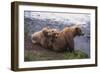 Grizzly Cubs with Mother by River-DLILLC-Framed Photographic Print