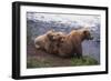 Grizzly Cubs with Mother by River-DLILLC-Framed Photographic Print