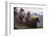 Grizzly Cubs with Mother by River-DLILLC-Framed Photographic Print