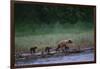 Grizzly Cubs with Mother by River-DLILLC-Framed Photographic Print