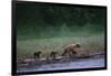 Grizzly Cubs with Mother by River-DLILLC-Framed Photographic Print