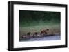 Grizzly Cubs with Mother by River-DLILLC-Framed Photographic Print