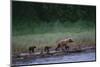 Grizzly Cubs with Mother by River-DLILLC-Mounted Photographic Print