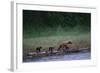 Grizzly Cubs with Mother by River-DLILLC-Framed Photographic Print