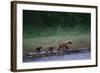 Grizzly Cubs with Mother by River-DLILLC-Framed Photographic Print