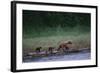 Grizzly Cubs with Mother by River-DLILLC-Framed Photographic Print