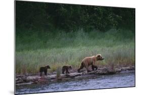 Grizzly Cubs with Mother by River-DLILLC-Mounted Photographic Print